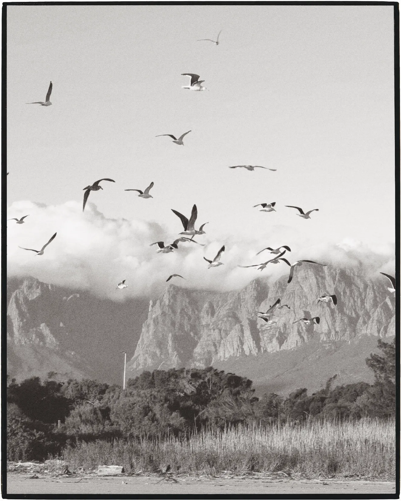 Birds over the mountains along the coast